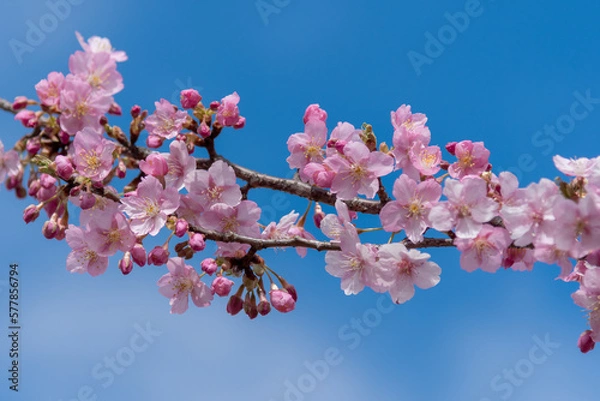 Fototapeta 河津桜