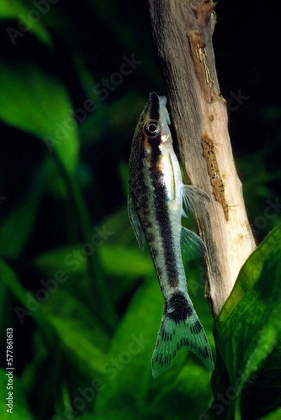 Obraz オトシンクルス　ナマズの仲間　アクアリウム