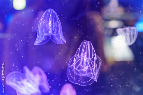 Obraz 名古屋港水族館　カブトクラゲ