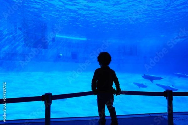 Obraz 名古屋港水族館　水中観覧で眺める子供