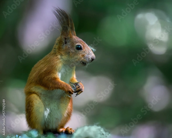 Fototapeta a squirrel with dandelion down on its nose and paws sits on its hind legs on a tree stump with a bright green background with bokeh in a sunny summer forest