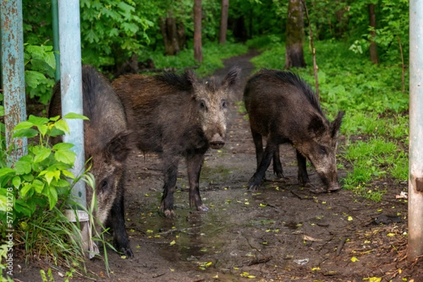 Fototapeta three young wild boars stand in the forest at the fence in the summer after a rain on the border of the national park and the city