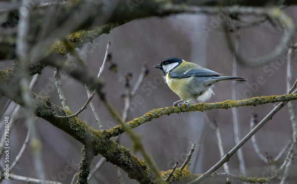 Fototapeta Cinciallegra