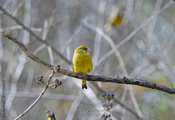 Fototapeta greenfinch