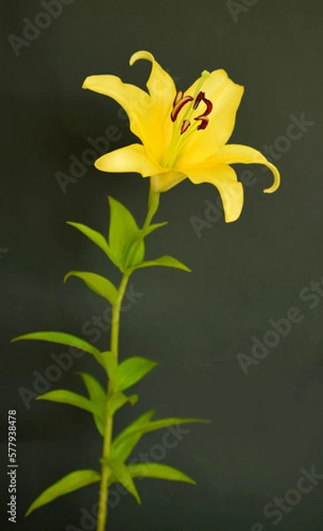 Obraz 一輪の黄色いユリの切り花、黒背景に黄色い百合の花のクローズアップ