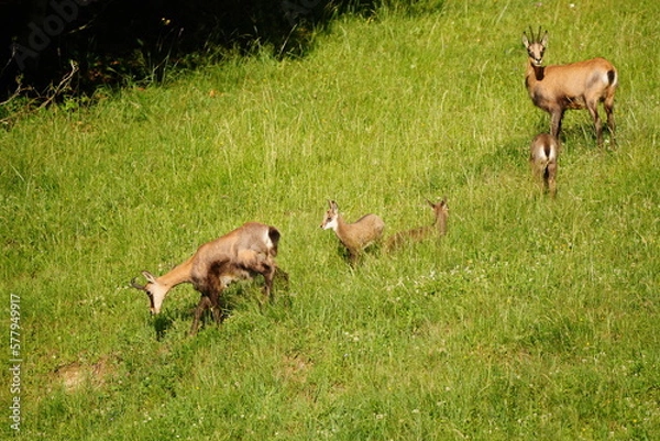 Fototapeta Chamois