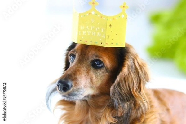 Obraz ミニチュアダックスフント/アップ