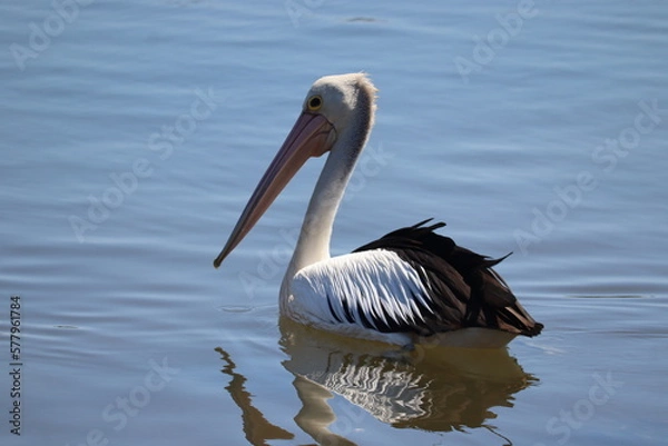 Obraz pelican on the beach