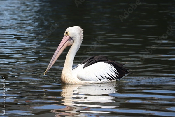 Obraz pelican on the water