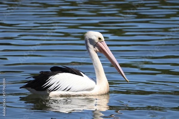 Obraz pelican on the water