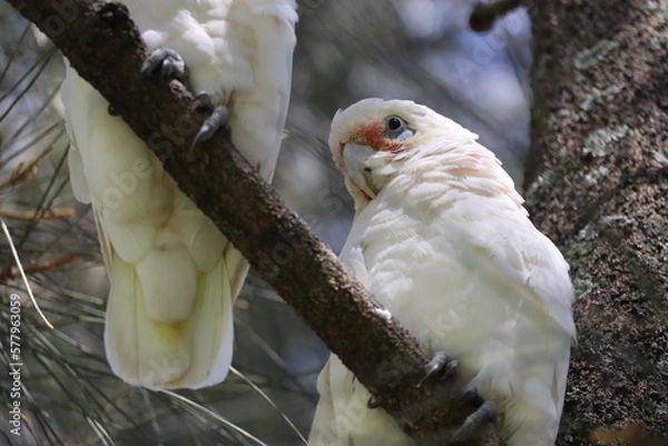Obraz white parrot in the tree