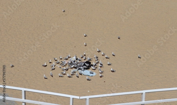 Obraz seagulls on the beach
