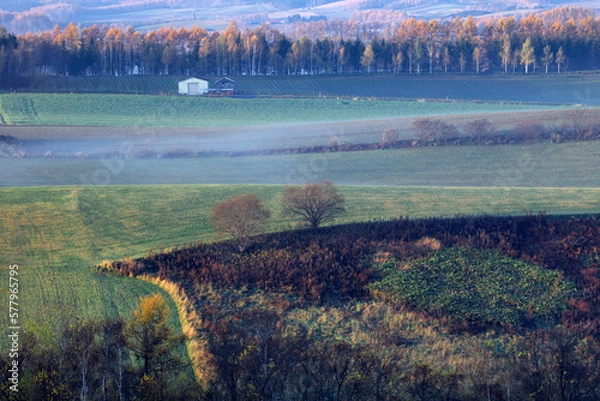 Fototapeta 朝霧漂う（美瑛）