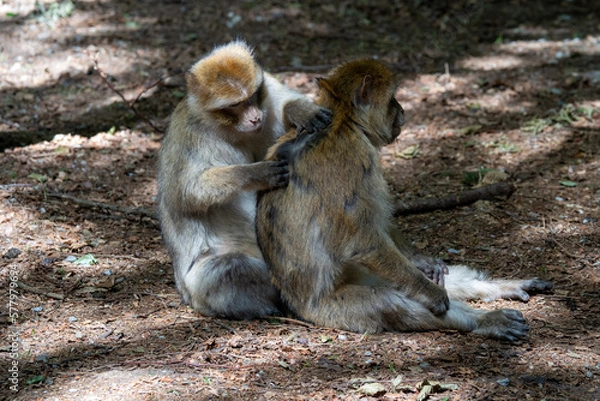 Obraz Mich laust der Affe