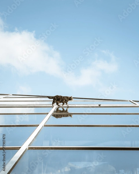 Obraz Cat walking on sky