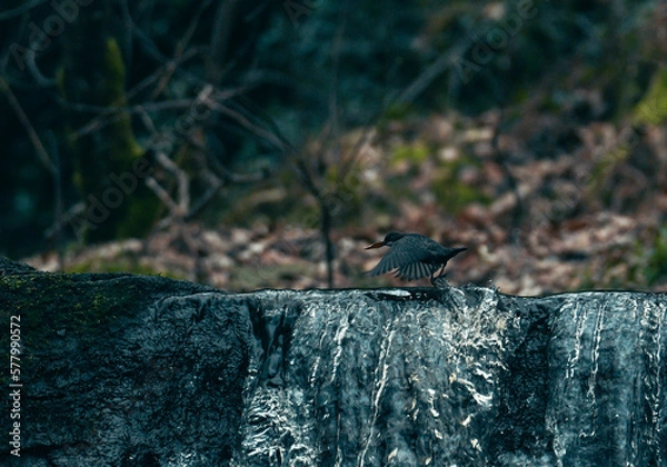 Fototapeta Dipper bird with a leaf in it's mouth, in flight on Goit Stock waterfall