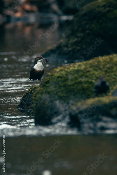 Fototapeta Dipper bird perched on a rock at Goit Stock waterfall