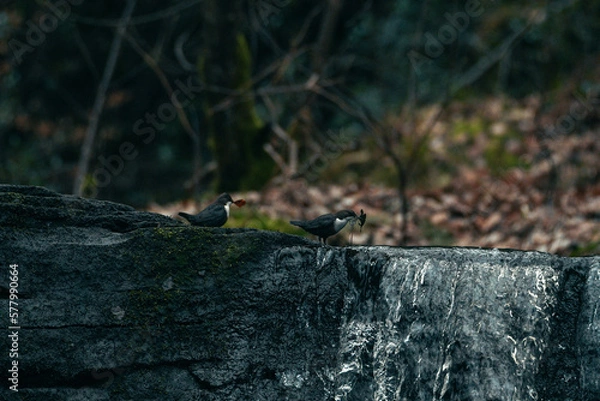 Fototapeta Dipper bird perched on Goit Stock waterfall