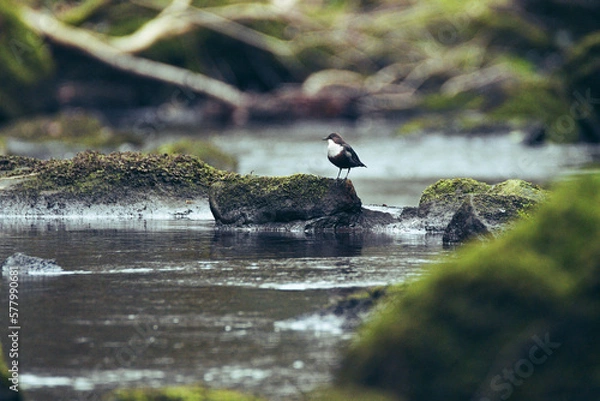 Fototapeta Dipper bird perched on a rock at Goit Stock waterfall
