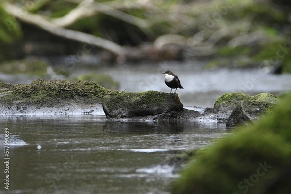 Obraz Dipper bird perched on a rock at Goit Stock waterfall