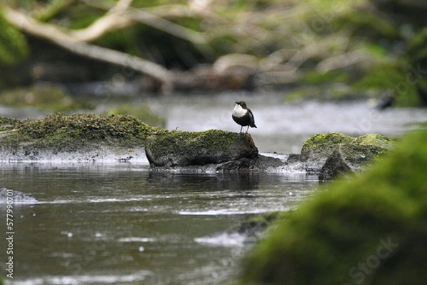 Fototapeta Dipper bird perched on a rock at Goit Stock waterfall