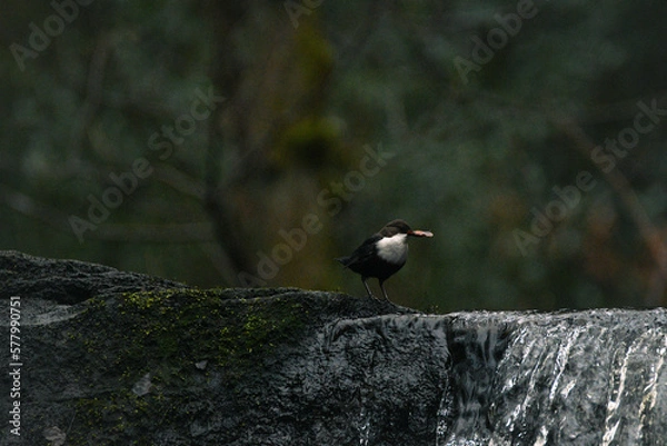 Fototapeta Dipper bird with a leaf in it's mouth, perched on Goit Stock waterfall