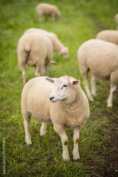 Fototapeta Sheep are standing in a green meadow. Focus on front sheep. It looks to the left