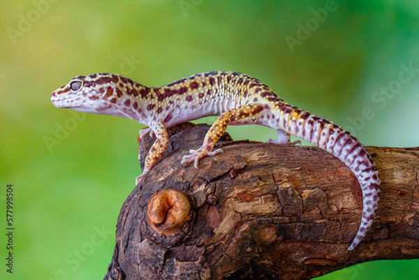 Obraz The leopard gecko or common leopard gecko (Eublepharis macularius)