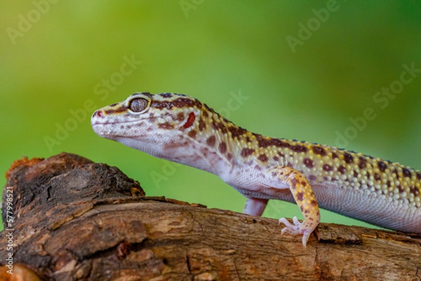 Obraz The leopard gecko or common leopard gecko (Eublepharis macularius)