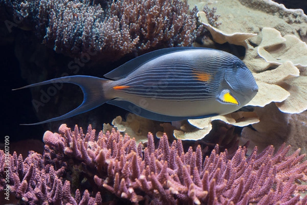 Fototapeta A Sohal Surgeonfish