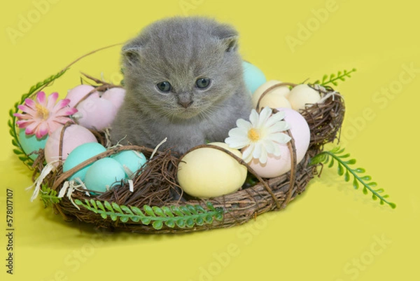 Fototapeta A gray kitten on an easter basket
