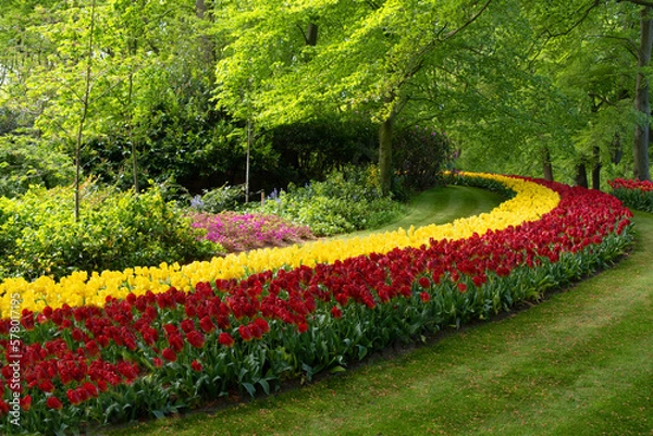 Fototapeta Red and yellow tulips