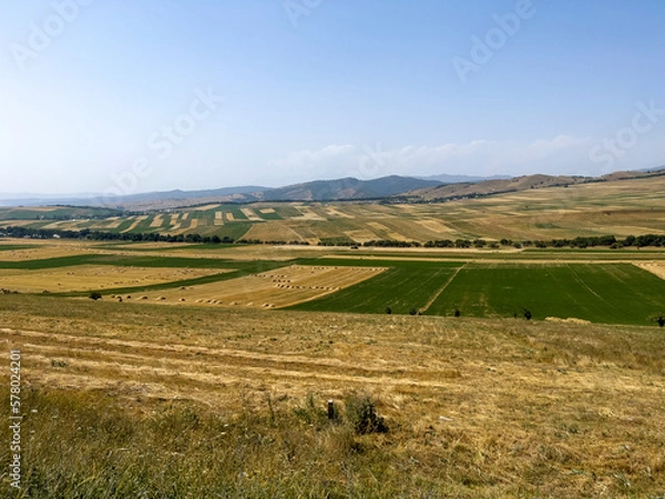 Fototapeta The field with different cultivated plants.