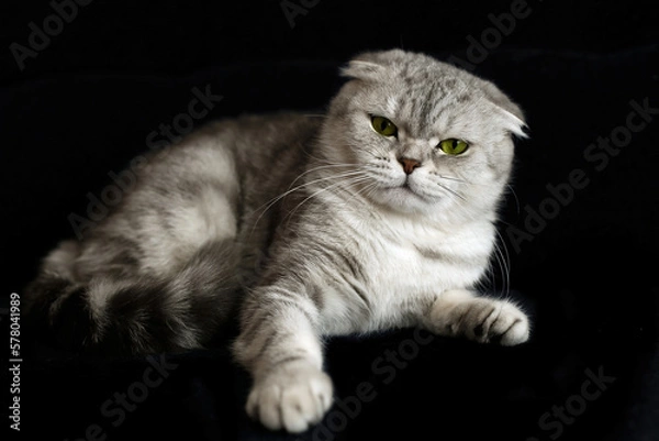 Obraz Gray Scottish cat on a black background. The cat got angry.