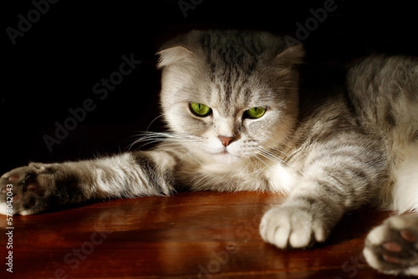 Obraz A gray striped cat lies on the floor. Dark background.