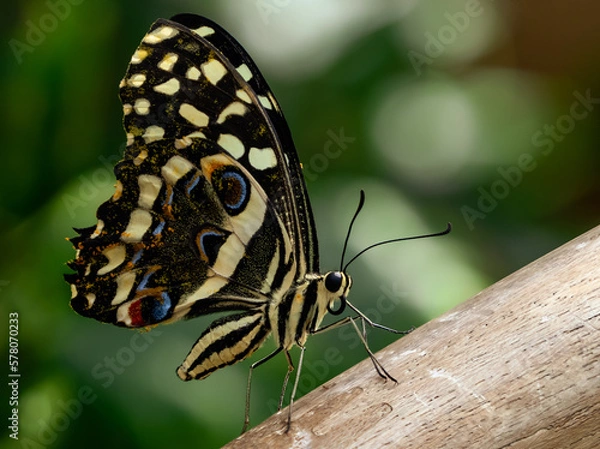 Obraz swallowtail butterfly on wood