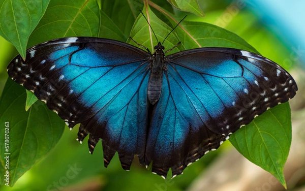 Obraz blue morpho butterfly on leaf