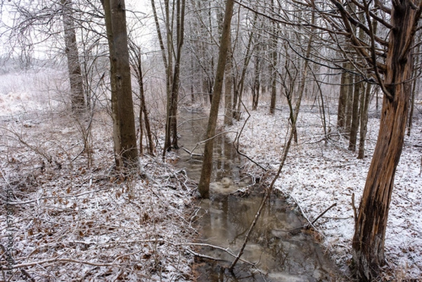 Fototapeta hike in the swamp with snow in winter 