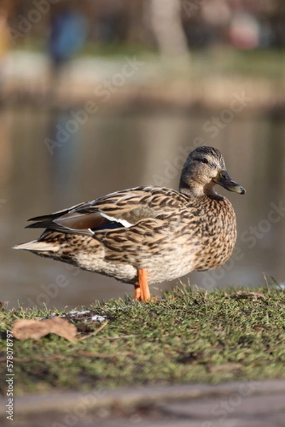 Fototapeta duck on the lake