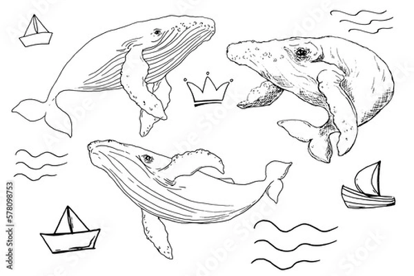 Fototapeta Whale drawn. Silhouette. Ocean. Sea creatures. Undersea world. ink. Sketch. A set of whales for decor. Collection. Ocean. Wild nature. Animal protection.