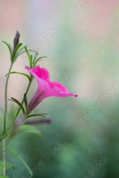 Fototapeta pink flower on a green stem on a blurred background