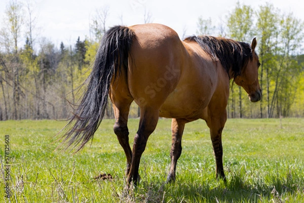 Fototapeta horse in the meadow walking away from camera with butt towards us