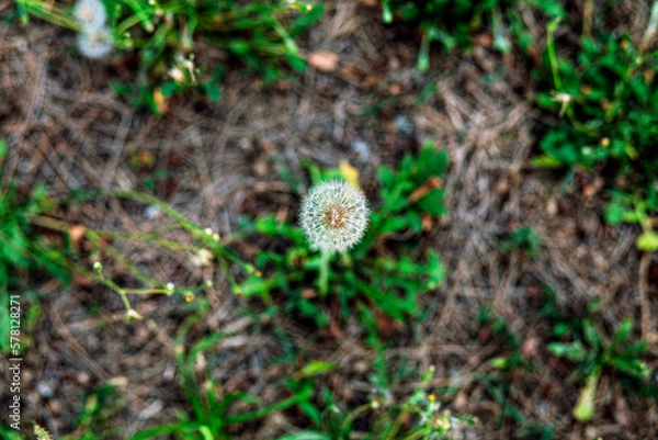 Fototapeta Closed Bud of a dandelion. Fluffy and delicate white flower. Dandelion seeds. Life and growth concept. Top view, close up..