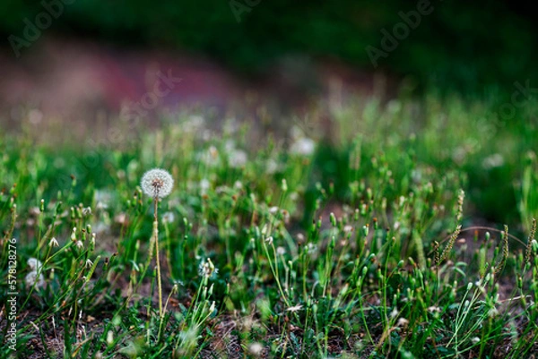 Fototapeta Dandelion seeds. Fluffy and delicate white flower in green grass background. Seed head. Allergy concept. Copy space.