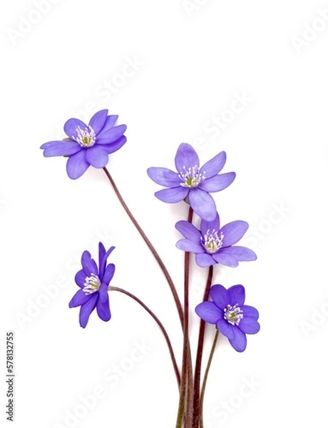 Fototapeta hepatica flower (liverleaf or liverwort) on white background with space for text