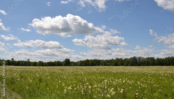 Obraz field and blue sky