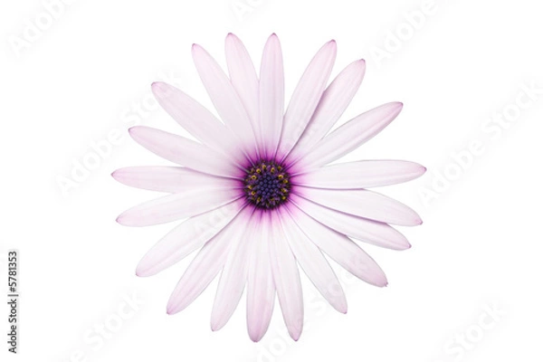 Obraz Pink African Daisy