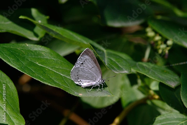 Obraz ウラゴマダラシジミ（北海道・知床）
