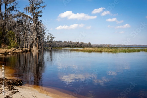 Fototapeta Cypress trees line the shore of the root-beer-coloured water of Lake Louisa in the state park of the same name near Orlando, Florida.