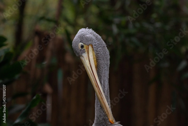 Fototapeta Pelecanus Rufescens. Close up head shot, with its mouth closed and eye open of a pink backed pelican facing towards the left of shot. Blurred background of green leaves. Full frame. No people.